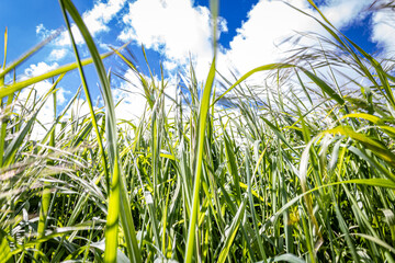 arrière-plan nature herbe dans un champ ciel bleu 