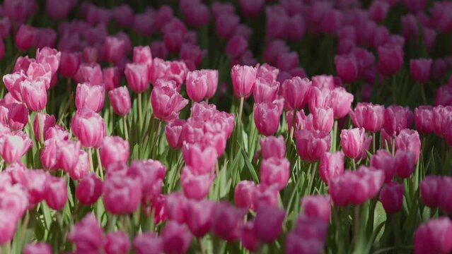 Blooming pink tulips flowerbed in flower garden.
