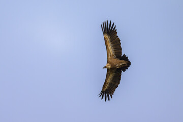 One griffon vulture flying in front of blue sky