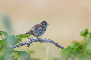 A Common Whitethroat sitting on a bush