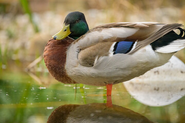 Portrait of a male mallard resting near a pond