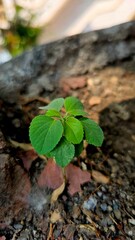Beautiful little plant growth with soil background. 