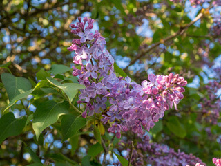lilac branches closeup