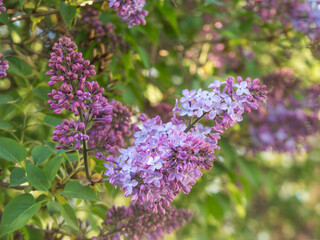 lilac branches in spring