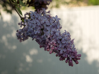 lilac in the foreground