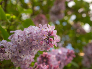 lilac branches in igarden closeup