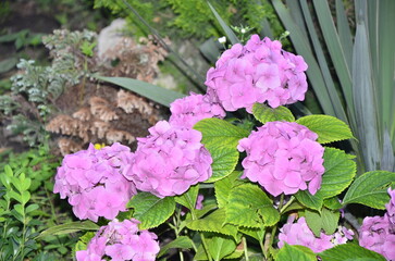 Violet flowers in the garden