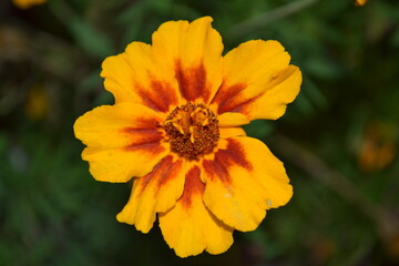 yellow flower in the garden