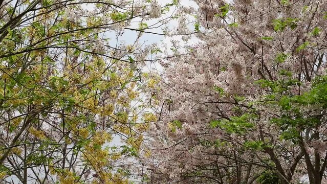 Pink Shower Tree in Taiwan.