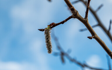 Detail of a hazel flower on a sprig.