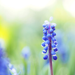 Mouse hyacinth, Muscari, flower background in the garden, soft focus, blur