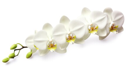 Naklejka na ściany i meble White Orchid flower isolated on white