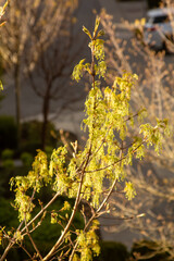 a tree blooming in spring