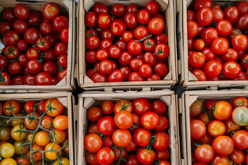 Variété de tomates cerises mûres dans des conteneurs en bois - obrazy, fototapety, plakaty