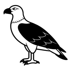 dove isolated on white
