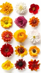 a delicate lineup of various flowers with elegant stems on a white background, conveying a sense of purity and simplicity.