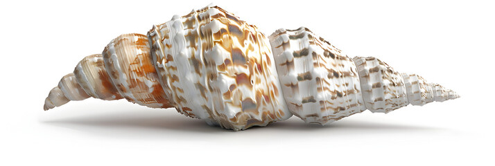 Sea natural shell, original pattern of marine life. Safety Shelter for mollusks and crustaceans white isolate, Seashore Treasure: Mollusk and Crustacean Refuge in Shell