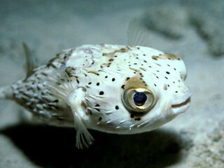 fish in aquarium © Usama