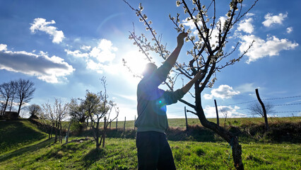 Man checking and examining blooming flowers of a fruit tree, indicating springtime season.