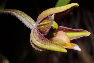 Orchid flower of the Eastern Marsh Helleborine (Epipactis veratrifolia), lateral view, Cyprus