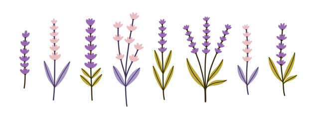 Fototapeta na wymiar Lavenders, Provence flowers set. French floral herbs with pink and violet blooms. Simple flat collection of Lavandula
