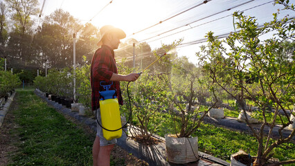 Farmer using pesticide, insecticide, fungicide and herbicide sprayer sprinkler in an blueberries farm outdoors in springtime after blooming.