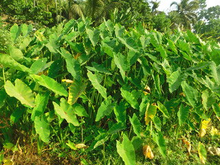 Group of Elephant's Ear or Taro Plants (Colocasia Esculenta). A Species of the Araceae Family....