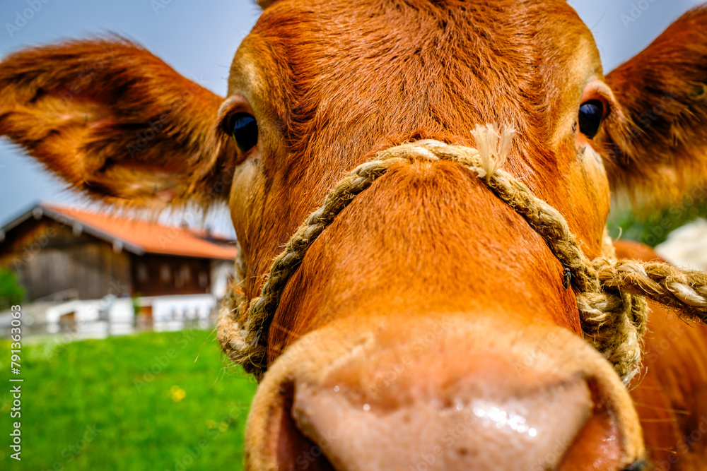 Sticker nice cow at a farm in austria