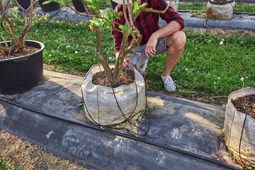 A male gardener carefully examines the watering system of a plant, indicating the start of the spring season in an blueberries organic farm.