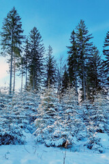 Snow Covered Forest With Numerous Trees - 791363466