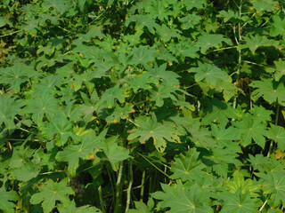 Ricinus communis, the castor bean or castor oil plant, is a species of perennial flowering plant in...