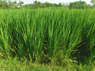 Paddy field, agricultural production landscape, small paddy trees, big paddy fields, good morning, green paddy fields,