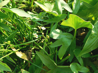 Sagittaria sagittifolia grows in water with a slow flow	