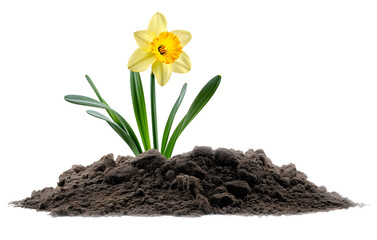 Plantes aromatiques, fleurs, posées sur un tas de terre