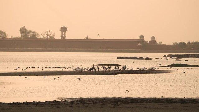 Flock of Painted Stork with Gray Herons and egret Migratory Birds at a heritage pond called Talab e shahi in bari dholpur of Rajasthan India during sunset time