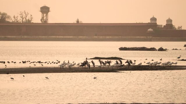 Flock of Painted Stork with Gray Herons and egret Migratory Birds at a heritage pond called Talab e shahi in bari dholpur of Rajasthan India during sunset time