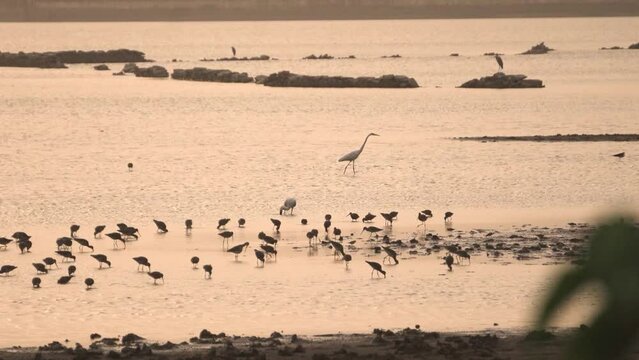 Flock of Painted Stork with Gray Herons and egret and ducks Migratory Birds at a heritage pond called Talab e shahi in bari dholpur of Rajasthan India during sunset time