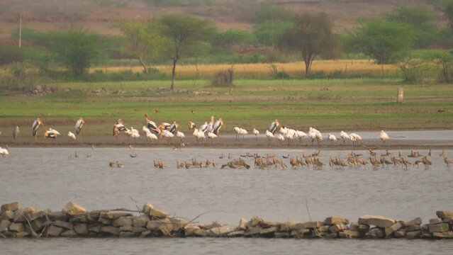 Flock of Painted Stork with Gray Herons and egret and ducks Migratory Birds at a heritage pond called Talab e shahi in bari dholpur of Rajasthan India during sunset time