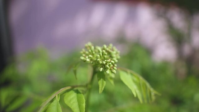 Slow motion macro shot of green flower buds of curry tree or neem plant