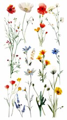 A stunning array of pressed flowers featuring vibrant colors and diverse species, perfect for artistic and botanical projects.