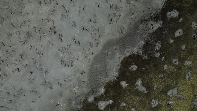 Dry trees in Taarbin Lake destroyed by rising salinity levels, Western Australia. Aerial forward directly above