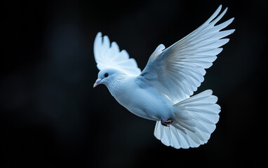 Obraz premium White dove. A White Dove in flight against black background