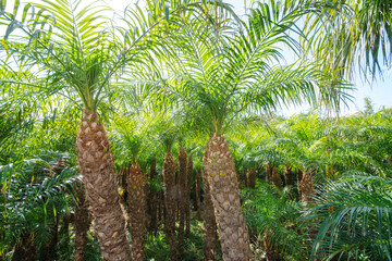Obraz premium 八丈島の特産品、フェニックス・ロベレニー（シンノウヤシ、ヤシ科）の畑。 観葉植物や園芸用品として重要。日本国東京都伊豆諸島の絶海の孤島、八丈島にて。 2020年撮影。A field of Phoenix roberenii (Sinnoh palm, pygmy date palm, Palmaceae), a specialty of Hachijojima. Important as