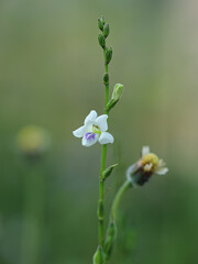 Asystasia gangetica (Chinese violet, coromandel, creeping foxglove, Asystasia gangetica micrantha) with natural background. The leaves are eaten as a vegetable and used as an herbal remedy.
