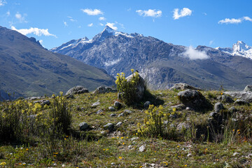 Beautiful Mountain Viewpoint in Summer. Alpine flowers and Snow-Capped Mountains - Huaraz, Peru...