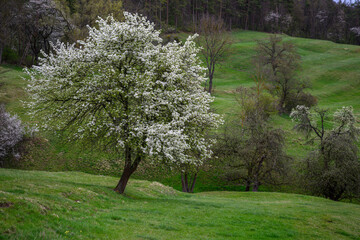Beautiful apple tree in bloom in a meadow in the open countryside - 791369639