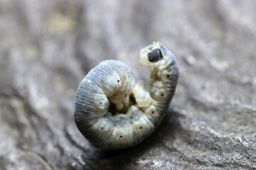 ニトベエダシャクの幼虫が丸まっている様子（自然光＋ストロボ、マクロ接写撮影） - obrazy, fototapety, plakaty