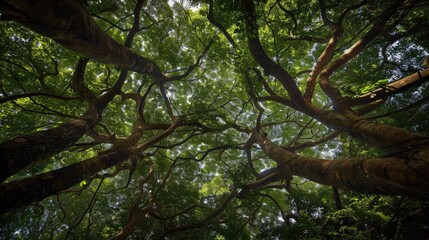 Fototapeta premium We were never able to create a structure as magnificent as the trees