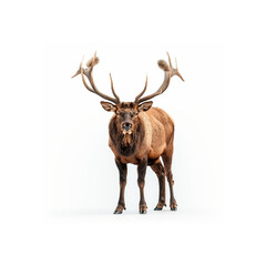 Majestic Elk Standing in Front of White Background. Generative AI