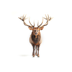 Large Elk Standing Next to White Wall. Generative AI